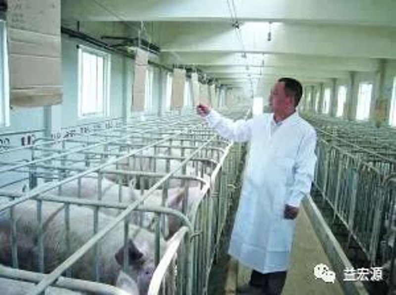 土猪养殖:传统与创新的融合之道