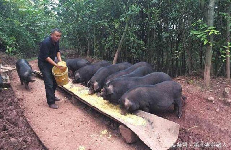 土猪养殖:传统与创新的融合之道