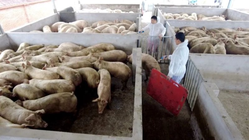 种猪繁育产业:开启未来养猪业新篇章